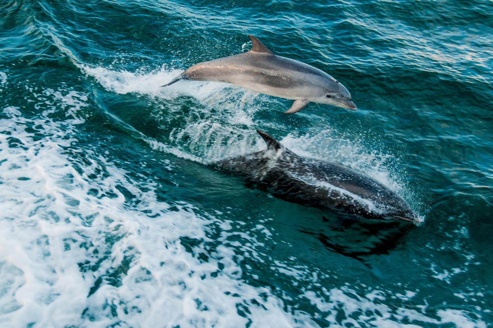 Conservation At Sea | Dorset Wildlife Trust